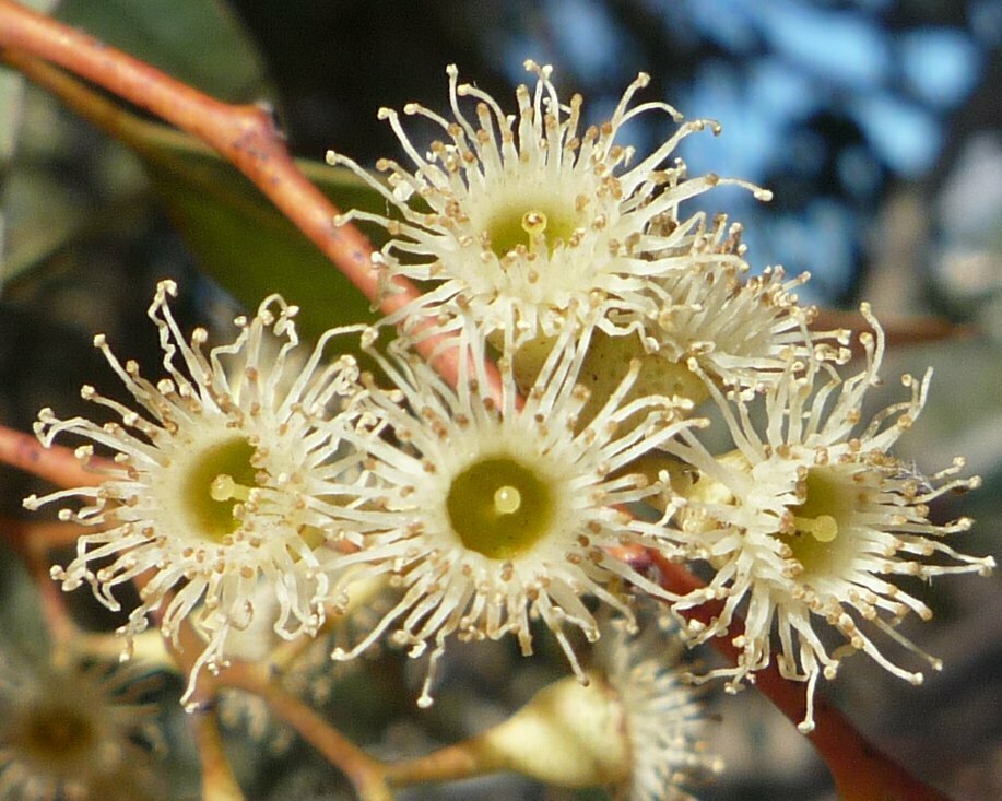 High Resolution Eucalyptus camaldulensis Flower